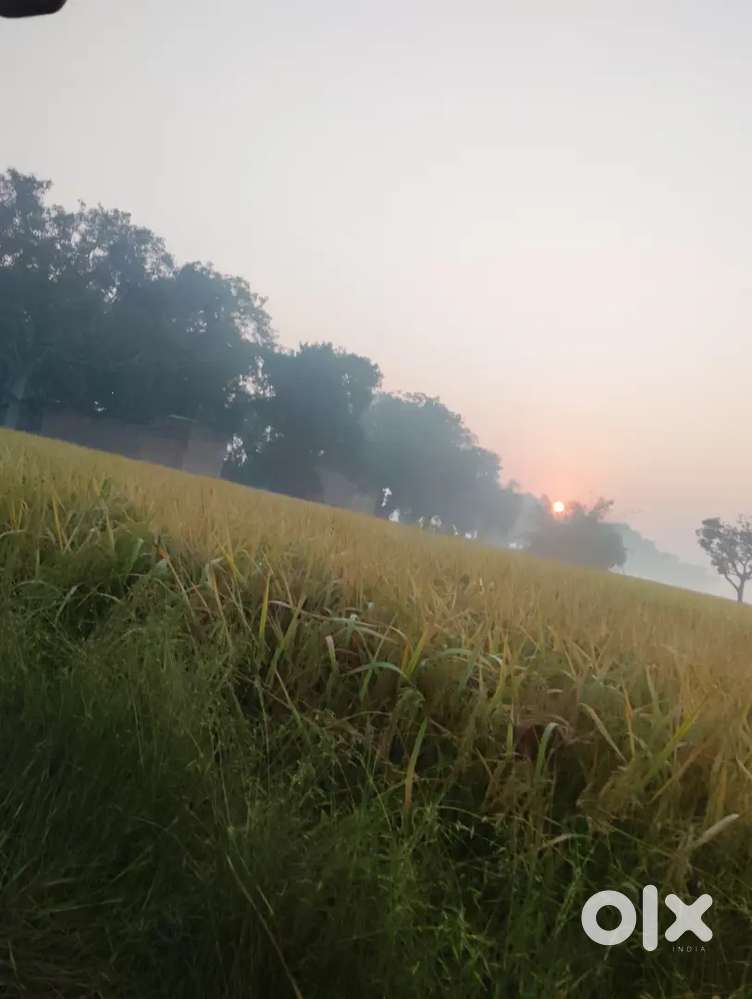 (Urgent) farmhouse for rent in Panvel