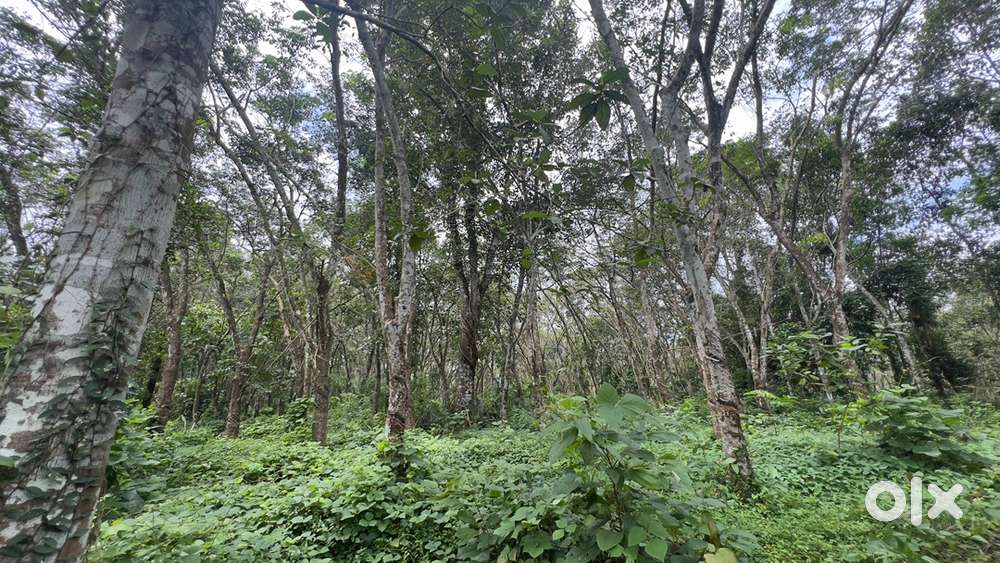 Rubber tree for Slotter