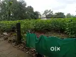 18 cent square plot