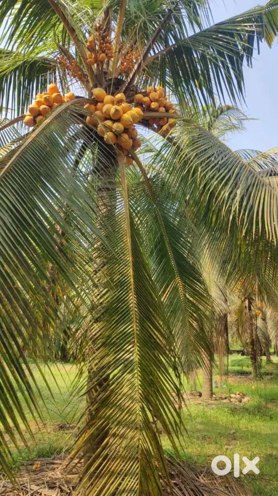Pollachi to palakkad road nearly