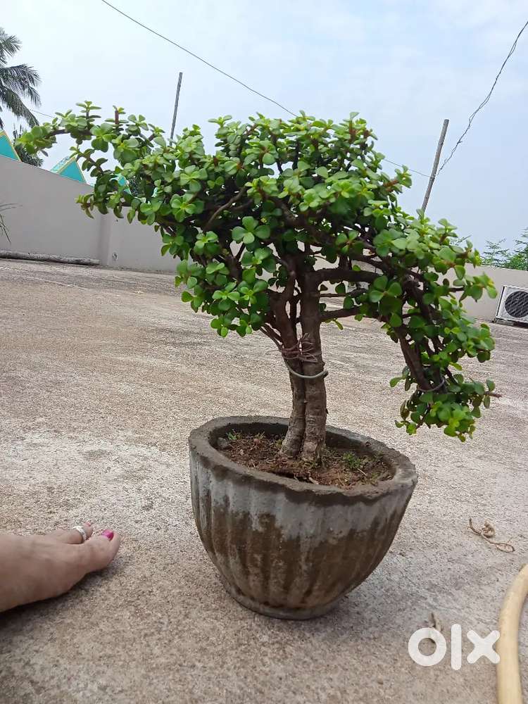 Jed topiary plant