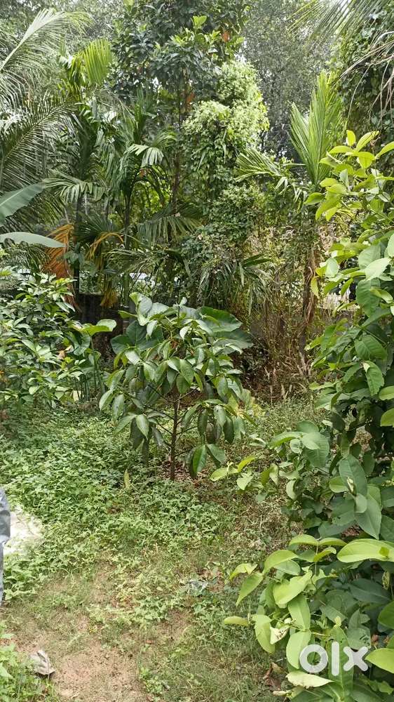 Thrissur il 5.1/2 cent plot for sale