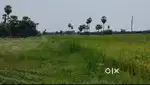 Agriculture land