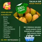 Organic Kesar Mango