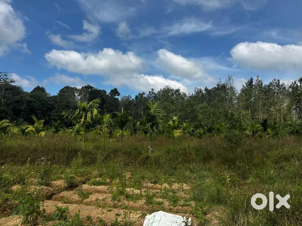 Beautiful 7acre stream attached property with young arecanut and plain