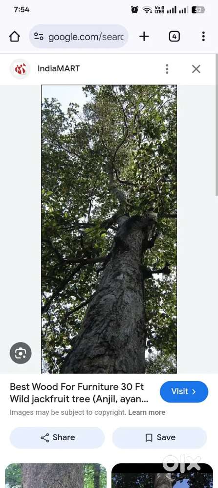 അഞ്ഞിലി വിൽക്കാൻ ഉണ്ട്