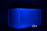 (Fish tank) Aquarium with all accessories urgent