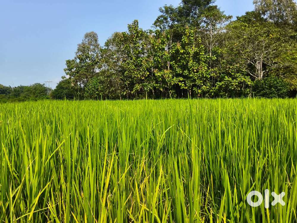 Paddy land,farming land