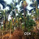 SERENE AND SCENIC estate near Manipal 15.8 acres arecanut rubber cocnt