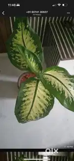 Indoor plants