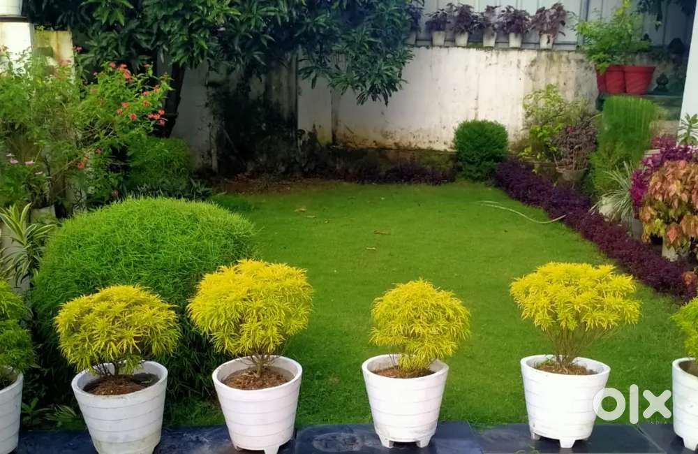 Pg for working women