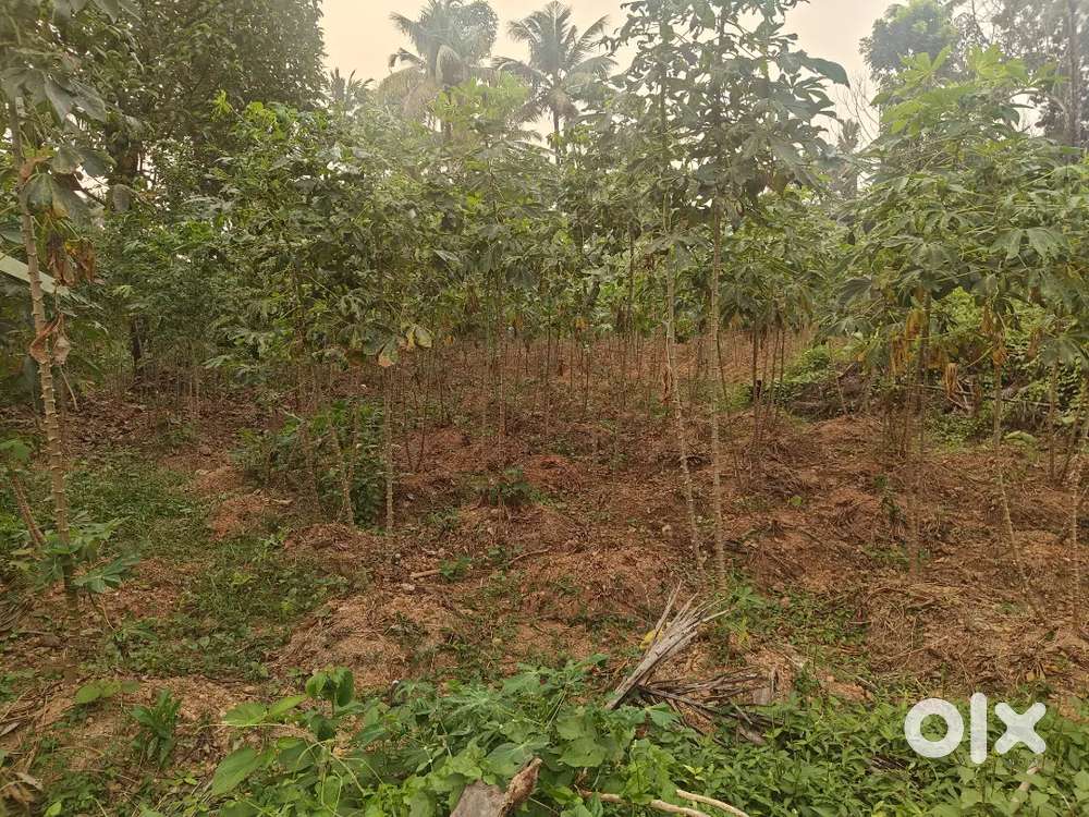 25-Cent Land for Sale in Kavungaparambu – ₹2.5 Lakh/Cent, Prime Area