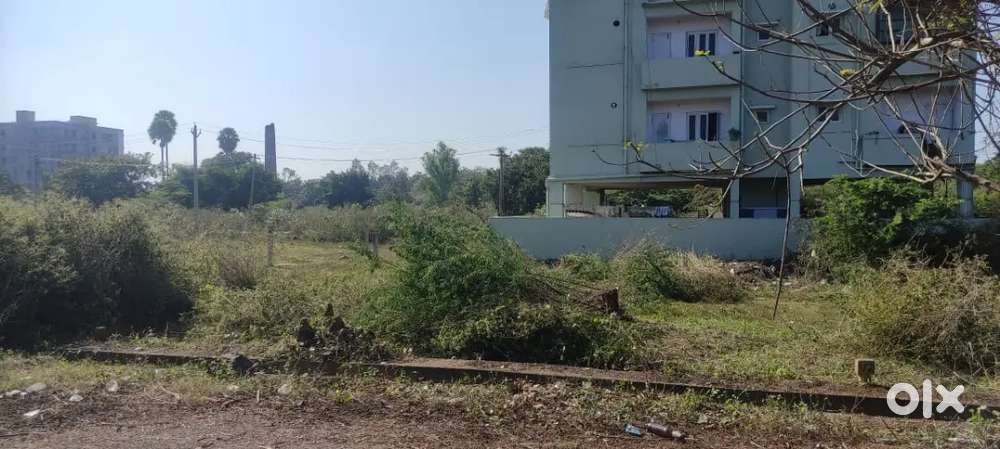 Sureedy palem, k kotapadu