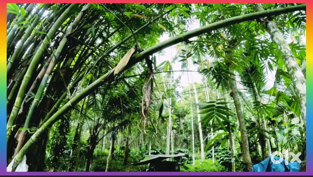 3 Acre Land with House in Poothadi Panchayath