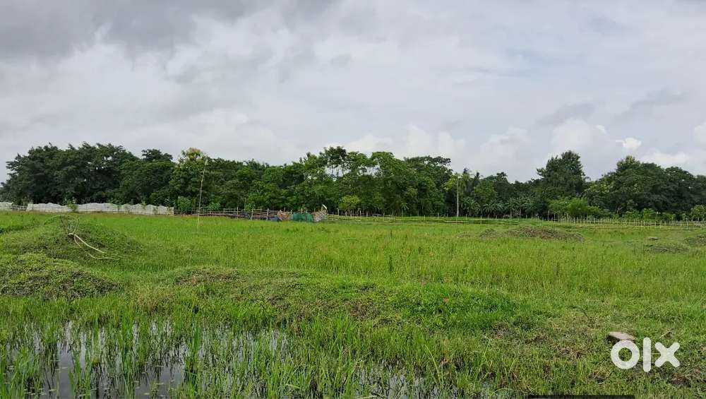 8 Katha Myadi   Residencial Land Sale Near Hajo Baramboi .