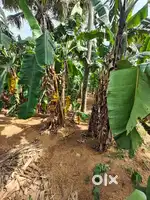 8 cent plot for sale