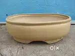 Plants pot