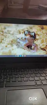 Dell chromebook 11 laptop