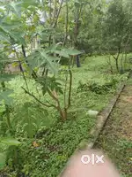 Plot sactioned for hostel building