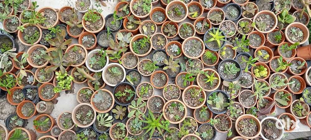 Plants and pots