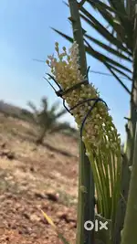 Agriculture farming lands