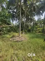 11 cent Housing Plot at Ambalapuram Cherukunnu