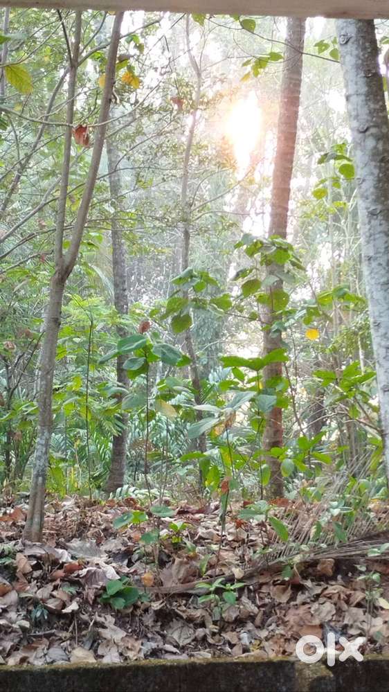 Plot for sale near Irinjalakuda town