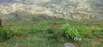 Veruli,wai