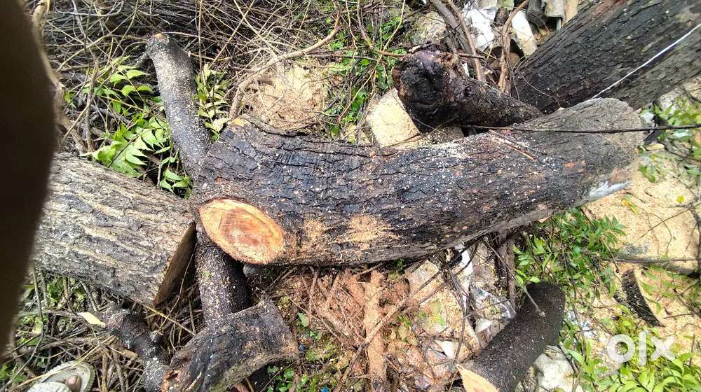 வேப்பமரம் (Neem Wood) விற்பனைக்கு – 2 டன் – சென்னை