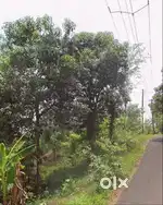 60 cent Land with rubber,endless water Electricity  , peaceful spot