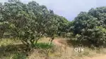 2.5L per gunta - 13L for each 5  gunta plot  land near Santhebennur
