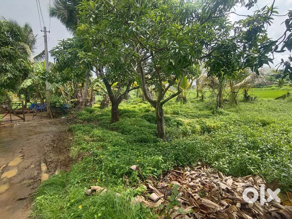 10 cent പറമ്പ്