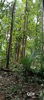 Teak trees 450000 Rupees