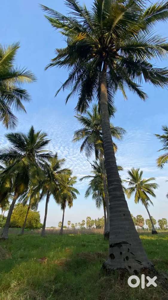 5.5 Acres farm land for sale in meerankulam