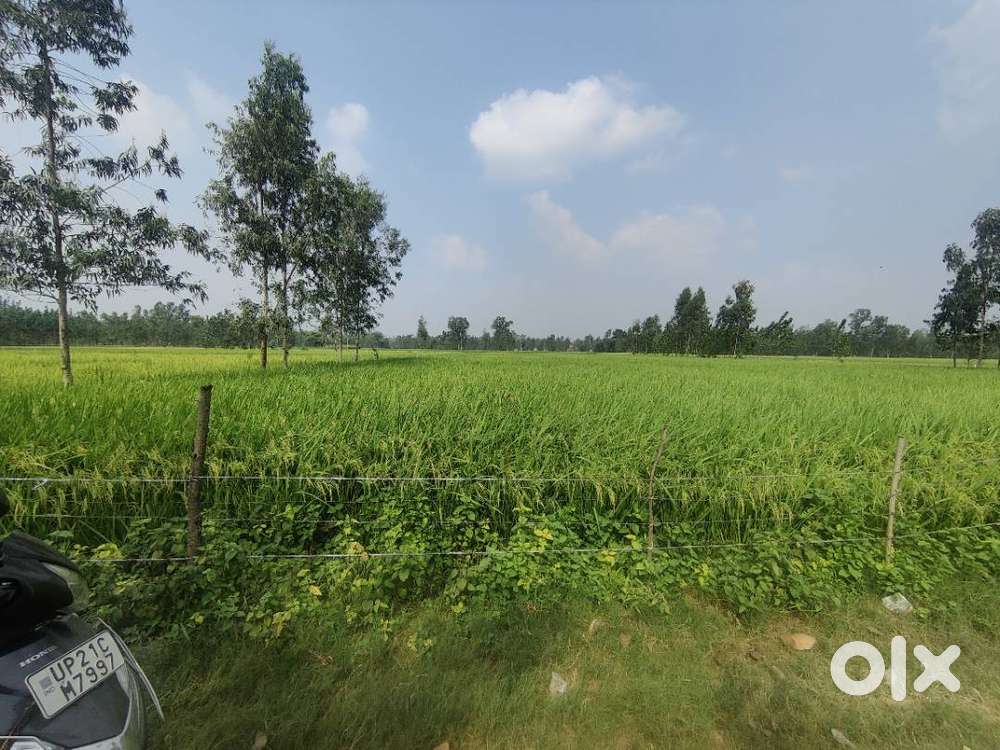 2 Bigha land in patwai distt-Rampur