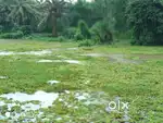 Kothamangalam house for rent