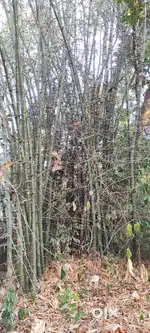 മൂപ്പത്തിയ നല്ല ഇനം മുളകൾ