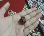 This is 3 mukhi real rudraksh of uttrakhand