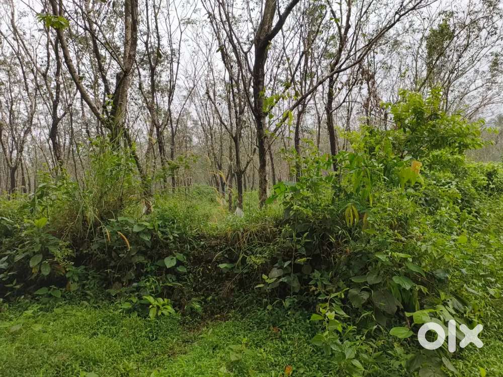 25 acre rubber estate in ellare via perdoor udupi