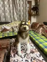 DOG TEDDY ORIGIONAL LOOK NEW