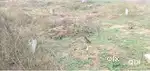 50*50 plat near hanumangarh road distance from road 250 mtr Tibbi