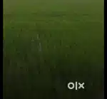 Myadi patta mati.. 2 bigha sirajuli satra.bual mari basti