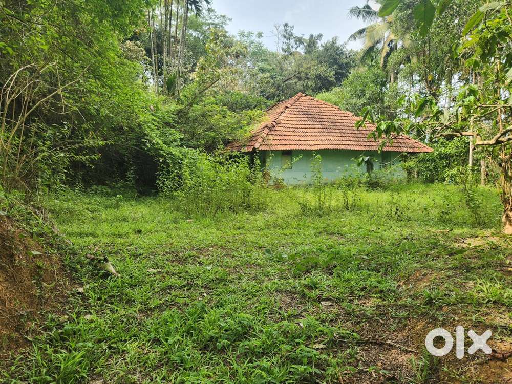 2 acer paddy field and 1 acer commercial land for sale@wayanad