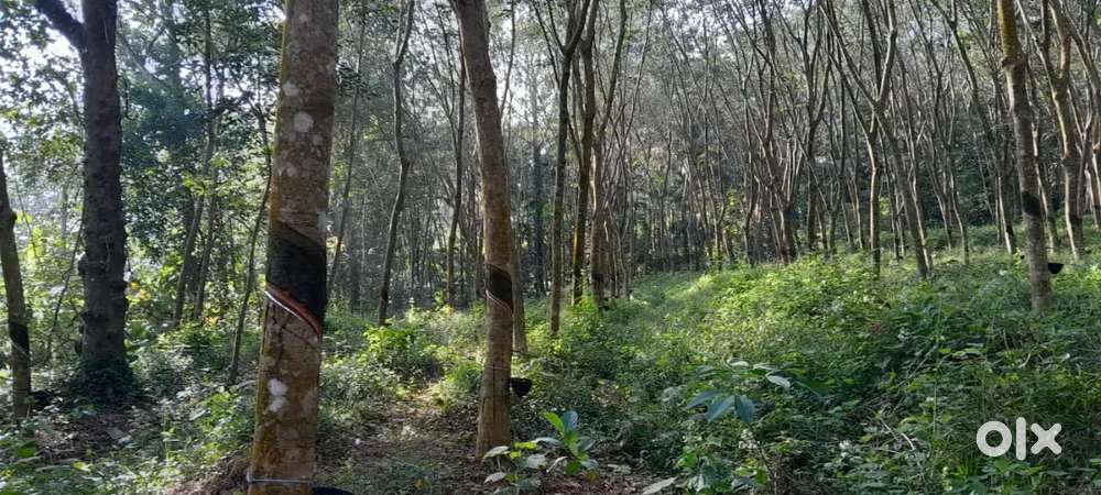 വെഞ്ഞാറമൂട് എം. സി. റോഡ് depot നിന്ന് 4.5 km മാറി  55 സെൻ്റ്  പ്ലോട്ട്