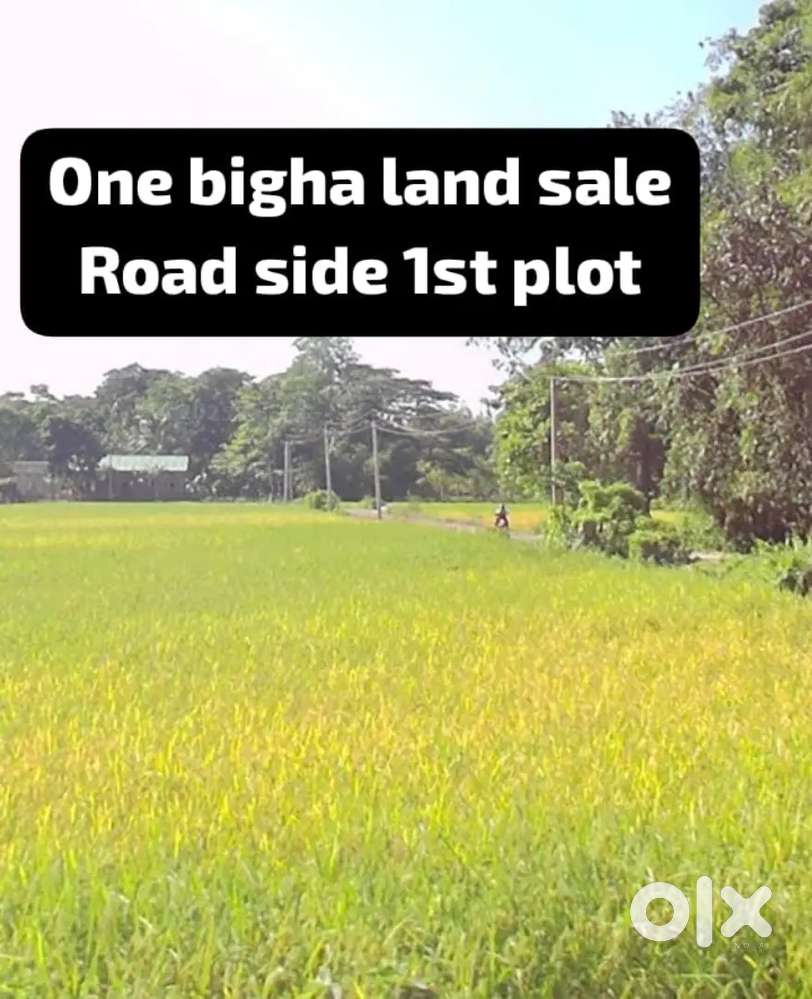One bigha (এক বিঘা)land for sale,land address Niz bahjani