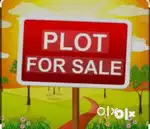 Trikuta  nagar 12 marla plot for sale