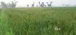 60 cents agriculture land