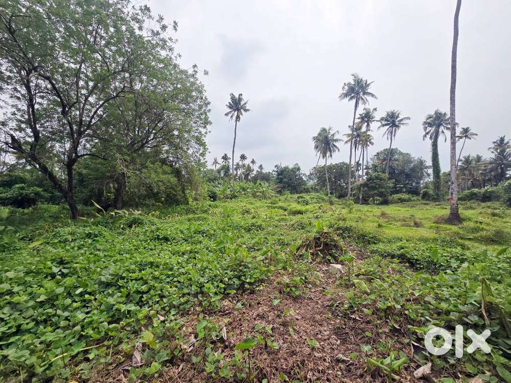 1 Acre Purayidam Land for Sale Thathappilly, Near Varapuzha