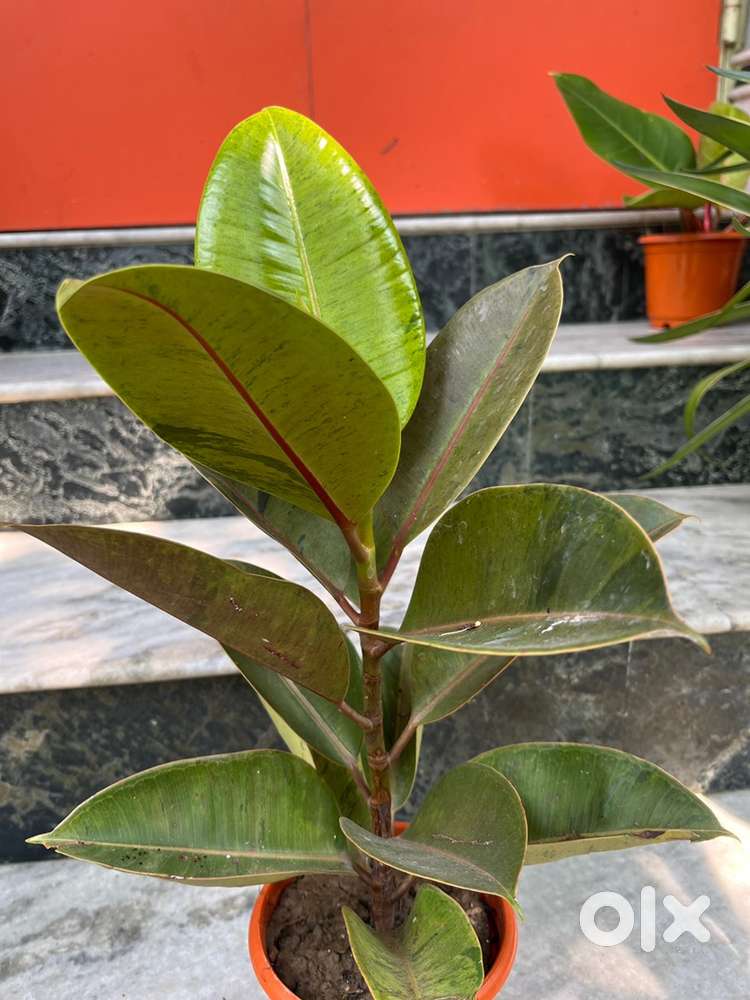 Fresh plant(not plastic)