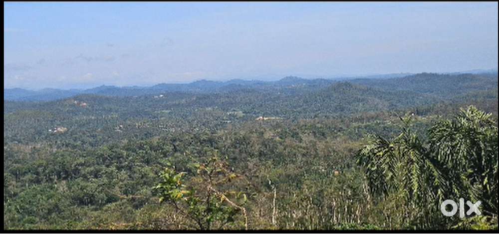 80 Acre Coffee Plantation Estate for Sale – Sakleshpur  Coorg Border
